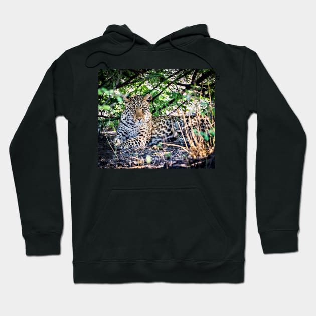 Female Leopard Shelters From Sun Hoodie by GrahamPrentice